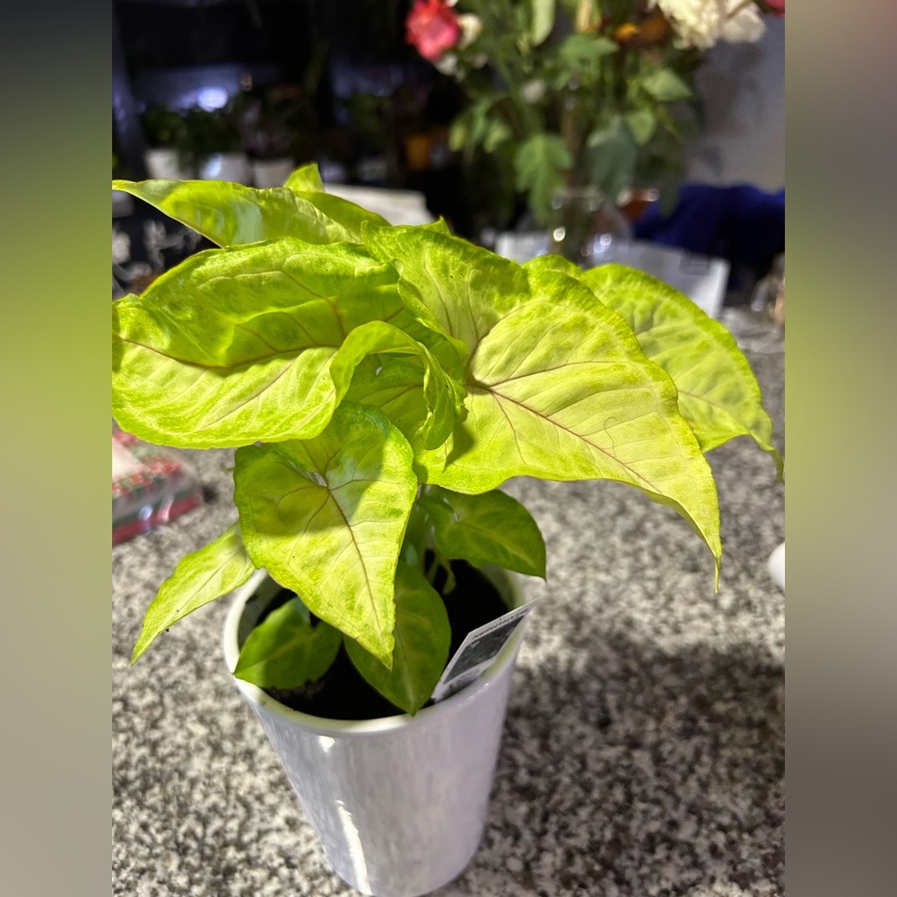 Variegated arrowhead plant rooted